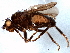  (Spelobia bispina - BIOUG06179-H11)  @13 [ ] CreativeCommons - Attribution (2014) CBG Photography Group Centre for Biodiversity Genomics