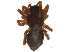  (Tapinocyba cameroni - BIOUG06182-E07)  @15 [ ] CreativeCommons - Attribution (2014) CBG Photography Group Centre for Biodiversity Genomics