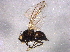  ( - BIOUG06227-A07)  @13 [ ] CreativeCommons - Attribution (2014) CBG Photography Group Centre for Biodiversity Genomics