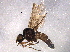  ( - BIOUG06227-C09)  @12 [ ] CreativeCommons - Attribution (2014) CBG Photography Group Centre for Biodiversity Genomics