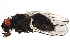  ( - BIOUG06187-F10)  @13 [ ] CreativeCommons - Attribution (2014) CBG Photography Group Centre for Biodiversity Genomics