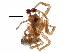  (Diplocentria rectangulata - BIOUG06506-B04)  @14 [ ] CreativeCommons - Attribution (2016) CBG Photography Group Centre for Biodiversity Genomics
