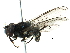  ( - BIOUG06618-E02)  @14 [ ] CreativeCommons - Attribution (2016) CBG Photography Group Centre for Biodiversity Genomics