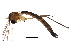  (Bolitophila glabrata - BIOUG06635-H01)  @13 [ ] CreativeCommons - Attribution (2014) CBG Photography Group Centre for Biodiversity Genomics