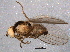  ( - BIOUG08116-F01)  @12 [ ] CreativeCommons - Attribution (2014) CBG Photography Group Centre for Biodiversity Genomics