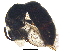  (Hylaeus mesillae1 - BIOUG08402-H11)  @13 [ ] CreativeCommons - Attribution (2017) CBG Photography Group Centre for Biodiversity Genomics