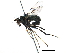  (Dolichopus lepidus - BIOUG08730-B09)  @14 [ ] CreativeCommons - Attribution (2016) CBG Photography Group Centre for Biodiversity Genomics