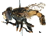  (Helophilus hybridus - BIOUG08730-E07)  @15 [ ] CreativeCommons - Attribution (2016) CBG Photography Group Centre for Biodiversity Genomics