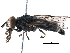  ( - BIOUG08955-F10)  @13 [ ] CreativeCommons - Attribution (2016) CBG Photography Group Centre for Biodiversity Genomics