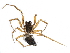 (Agyneta simplex - BIOUG09408-H03)  @14 [ ] CreativeCommons - Attribution (2016) CBG Photography Group Centre for Biodiversity Genomics