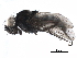  ( - BIOUG09026-H03)  @11 [ ] CreativeCommons - Attribution (2017) CBG Photography Group Centre for Biodiversity Genomics