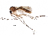  (Allodia lundstroemi - BIOUG09212-F12)  @15 [ ] CreativeCommons - Attribution (2016) CBG Photography Group Centre for Biodiversity Genomics