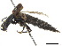  ( - BIOUG09622-E06)  @11 [ ] CreativeCommons - Attribution (2018) CBG Photography Group Centre for Biodiversity Genomics