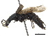  ( - BIOUG09622-G12)  @11 [ ] CreativeCommons - Attribution (2018) CBG Photography Group Centre for Biodiversity Genomics