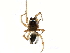  (Tapinocyba bicarinata - BIOUG15182-E02)  @14 [ ] CreativeCommons - Attribution (2015) CBG Photography Group Centre for Biodiversity Genomics