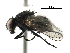 (Hydrotaea nr. pilitibia - BIOUG15641-E11)  @11 [ ] CreativeCommons - Attribution (2016) CBG Photography Group Centre for Biodiversity Genomics