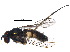  ( - BIOUG15641-F03)  @13 [ ] CreativeCommons - Attribution (2015) CBG Photography Group Centre for Biodiversity Genomics