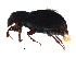 ( - BIOUG15989-E04)  @12 [ ] CreativeCommons - Attribution (2016) CBG Photography Group Centre for Biodiversity Genomics