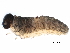  ( - BIOUG23305-D11)  @12 [ ] CreativeCommons - Attribution (2016) CBG Photography Group Centre for Biodiversity Genomics