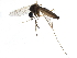  (Aedes cinereus - BIOUG23305-F12)  @15 [ ] CreativeCommons - Attribution (2015) CBG Photography Group Centre for Biodiversity Genomics