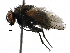  ( - BIOUG24099-B10)  @11 [ ] CreativeCommons - Attribution (2016) CBG Photography Group Centre for Biodiversity Genomics