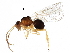  ( - BIOUG24312-D03)  @14 [ ] CreativeCommons - Attribution (2016) CBG Photography Group Centre for Biodiversity Genomics
