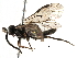  ( - BIOUG20081-H05)  @13 [ ] CreativeCommons - Attribution (2016) CBG Photography Group Centre for Biodiversity Genomics
