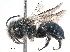  (Osmia inspergens - BIOUG20558-E09)  @15 [ ] CreativeCommons - Attribution (2016) CBG Photography Group Centre for Biodiversity Genomics