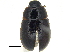  (Cymbiodyta vindicata - BIOUG20558-H01)  @14 [ ] CreativeCommons - Attribution (2015) CBG Photography Group Centre for Biodiversity Genomics