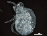  ( - BIOUG26189-G10)  @13 [ ] CreativeCommons - Attribution (2016) CBG Photography Group Centre for Biodiversity Genomics