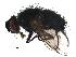  ( - BIOUG26719-H08)  @13 [ ] CreativeCommons - Attribution (2016) CBG Photography Group Centre for Biodiversity Genomics