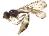  (Baccha cognata - BIOUG27359-D02)  @14 [ ] CreativeCommons - Attribution (2016) CBG Photography Group Centre for Biodiversity Genomics