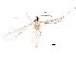  ( - BIOUG27368-C09)  @12 [ ] CreativeCommons - Attribution (2016) CBG Photography Group Centre for Biodiversity Genomics