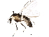  (Cricotopus sp. 8ES - BIOUG27109-H04)  @15 [ ] CreativeCommons - Attribution (2016) CBG Photography Group Centre for Biodiversity Genomics
