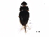  ( - BIOUG27502-C10)  @12 [ ] CreativeCommons - Attribution (2017) CBG Photography Group Centre for Biodiversity Genomics