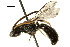  ( - BIOUG22492-H01)  @14 [ ] CreativeCommons - Attribution (2018) CBG Photography Group Centre for Biodiversity Genomics