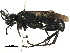  (Anoplius imbellis - BIOUG22492-H03)  @15 [ ] CreativeCommons - Attribution (2018) CBG Photography Group Centre for Biodiversity Genomics