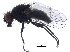  ( - BIOUG26264-A09)  @11 [ ] CreativeCommons - Attribution (2016) CBG Photography Group Centre for Biodiversity Genomics