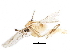  ( - BIOUG27110-B09)  @13 [ ] CreativeCommons - Attribution (2016) CBG Photography Group Centre for Biodiversity Genomics