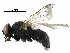  ( - BIOUG27079-C02)  @13 [ ] CreativeCommons - Attribution (2016) CBG Photography Group Centre for Biodiversity Genomics