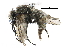  ( - BIOUG27472-B05)  @11 [ ] CreativeCommons - Attribution (2016) CBG Photography Group Centre for Biodiversity Genomics
