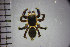  ( - MFa26)  @11 [ ] Unspecified (default): All Rights Reserved (2019) Lab. de Biología de los Artrópodos, UNNE. Laboratorio de Biología de los Artrópodos. Universidad Nacional del Nordeste.