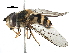  (Epistrophe grossulariae - BIOUG06424-G10)  @15 [ ] CreativeCommons - Attribution (2016) CBG Photography Group Centre for Biodiversity Genomics
