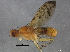  ( - BIOUG06438-B11)  @13 [ ] CreativeCommons - Attribution (2014) CBG Photography Group Centre for Biodiversity Genomics