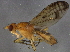  ( - BIOUG06438-F08)  @13 [ ] CreativeCommons - Attribution (2014) CBG Photography Group Centre for Biodiversity Genomics