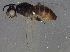  ( - BIOUG06439-A01)  @13 [ ] CreativeCommons - Attribution (2014) CBG Photography Group Centre for Biodiversity Genomics