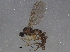  ( - BIOUG06439-B03)  @13 [ ] CreativeCommons - Attribution (2014) CBG Photography Group Centre for Biodiversity Genomics