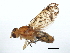  ( - BIOUG06447-G08)  @14 [ ] CreativeCommons - Attribution (2014) CBG Photography Group Centre for Biodiversity Genomics