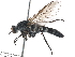  ( - BIOUG06521-A11)  @13 [ ] CreativeCommons - Attribution (2014) CBG Photography Group Centre for Biodiversity Genomics
