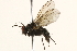 (Hebecnema vespertina - BIOUG06521-E09)  @15 [ ] CreativeCommons - Attribution (2015) CBG Photography Group Centre for Biodiversity Genomics
